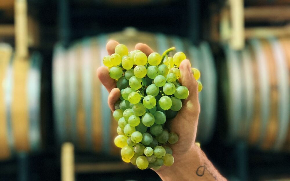 Hands holding a cluster of wine grapes