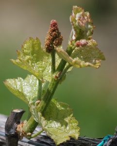 Early inflorescence, with "resting buds" in pink