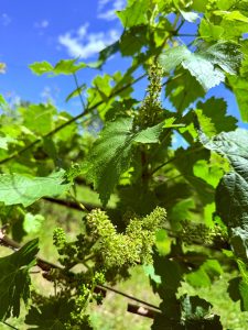 Vineyard growth