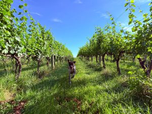 Vineyard dog running through the rows at Bethany Ridge