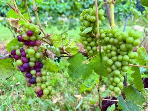 Color Change in Russ Mountain Merlot
